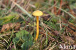 Hygrocybe insipida