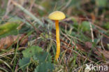 Kabouterwasplaat (Hygrocybe insipida)