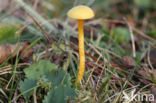 Kabouterwasplaat (Hygrocybe insipida)