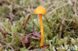 Hygrocybe insipida