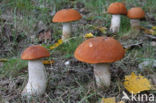 Rosse populierboleet (Leccinum rufum)