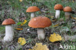 Rosse populierboleet (Leccinum rufum)