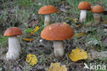 Aspen mushroom (Leccinum rufum)