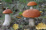 Aspen mushroom (Leccinum rufum)