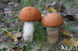 Rosse populierboleet (Leccinum rufum)