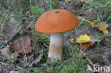 Aspen mushroom (Leccinum rufum)