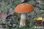 Aspen mushroom (Leccinum rufum)