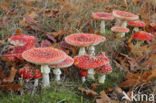 Vliegenzwam (Amanita muscaria)