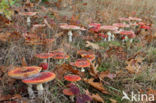 Vliegenzwam (Amanita muscaria)