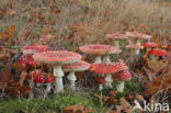 Vliegenzwam (Amanita muscaria)