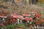 Fly agaric (Amanita muscaria)