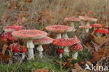 Vliegenzwam (Amanita muscaria)