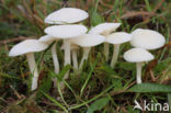 Snowy Waxcap (Hygrocybe virginea)