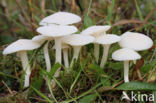 Snowy Waxcap (Hygrocybe virginea)