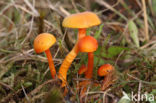 Kabouterwasplaat (Hygrocybe insipida)