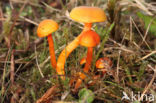 Hygrocybe insipida