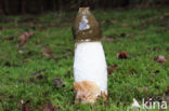 Grote stinkzwam (Phallus impudicus)