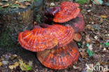 Gesteelde lakzwam (Ganoderma lucidum)