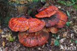 Gesteelde lakzwam (Ganoderma lucidum)