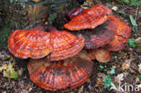 Gesteelde lakzwam (Ganoderma lucidum)