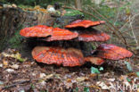 Gesteelde lakzwam (Ganoderma lucidum)