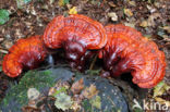 Gesteelde lakzwam (Ganoderma lucidum)