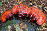 Gesteelde lakzwam (Ganoderma lucidum)