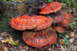 Gesteelde lakzwam (Ganoderma lucidum)