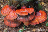 Gesteelde lakzwam (Ganoderma lucidum)