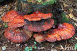 Gesteelde lakzwam (Ganoderma lucidum)