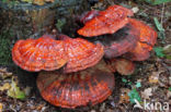 Gesteelde lakzwam (Ganoderma lucidum)