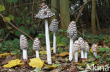 Pleated Inkcap (Coprinus picaceus)