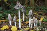 Pleated Inkcap (Coprinus picaceus)