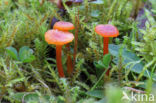 Waxcap (Hygrocybe coccineocrenata)