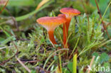 Waxcap (Hygrocybe coccineocrenata)