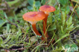 Waxcap (Hygrocybe coccineocrenata)