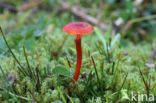 Waxcap (Hygrocybe coccineocrenata)