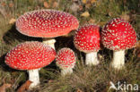 Vliegenzwam (Amanita muscaria)