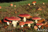 Vliegenzwam (Amanita muscaria)