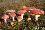 Vliegenzwam (Amanita muscaria)