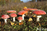 Vliegenzwam (Amanita muscaria)