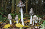 Pleated Inkcap (Coprinus picaceus)