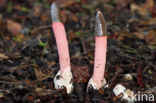 Roze stinkzwam (Mutinus ravenelii)