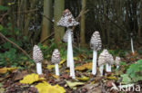 Pleated Inkcap (Coprinus picaceus)