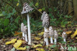 Pleated Inkcap (Coprinus picaceus)