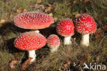 Fly agaric (Amanita muscaria)