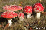 Vliegenzwam (Amanita muscaria)