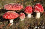 Fly agaric (Amanita muscaria)