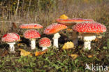 Vliegenzwam (Amanita muscaria)