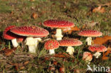 Fly agaric (Amanita muscaria)